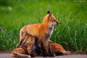 Fox-Family
